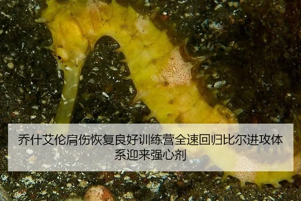 qiao-shen-ai-lun-jian-shang-hui-fu-liang-hao-xun-lian-ying-quan-su-hui-gui-bi-er-jin-gong-ti-xi-ying-lai-qiang-xin-ji-2-536.jpg